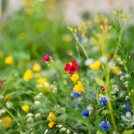 Kovacs Hostovsky Dom Vendeghaz Velke Blahovo