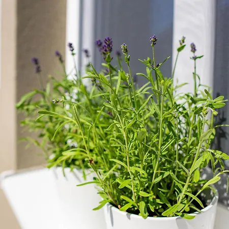 Dovolenkový dom Kovacs Hostovsky Dom Vendeghaz Velke Blahovo